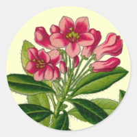Ilustracion rosado de rododendros