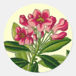 Pegatina Redonda ilustracion rosado de rododendros