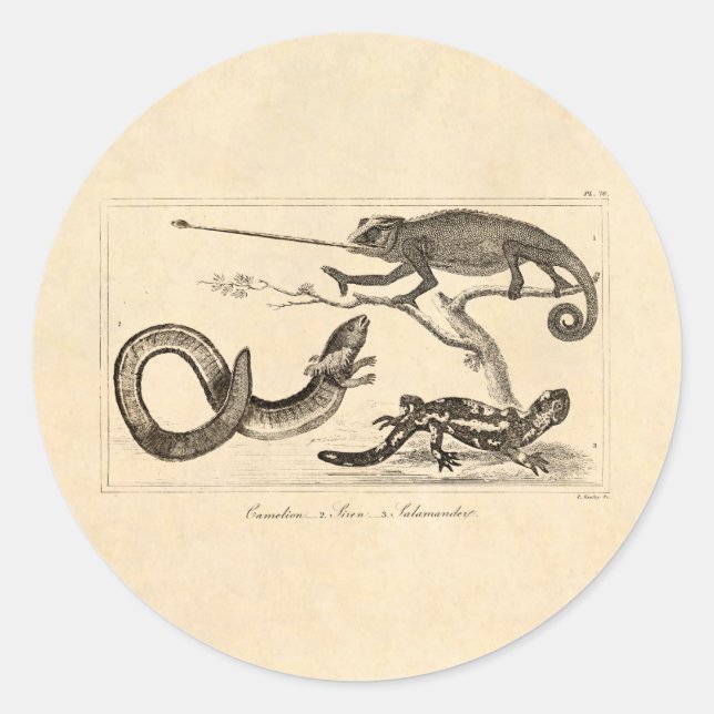 Pegatina Redonda Ilustracion Vintage Lizard Chameleon Salamander (Anverso)