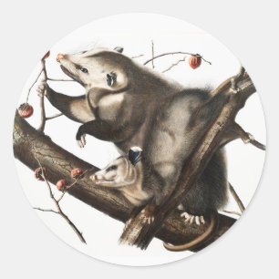 Pegatina Redonda Ilustracion Virginia Opossum Didelphis Virginia