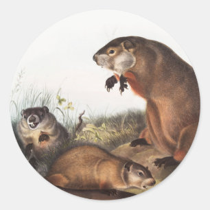 Pegatina Redonda Ilustracion Woodchuck (Arctomys monax)