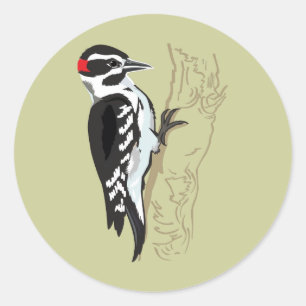 Pegatina Redonda Ilustracion Woodpecker