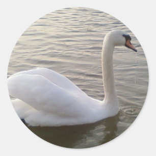 Pegatina Redonda Imagen de cierre del cisne blanco