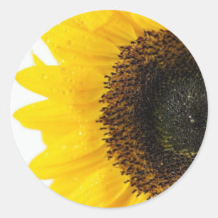 Pegatina Redonda Imagen De Cierre Del Girasol