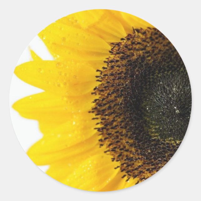 Pegatina Redonda Imagen De Cierre Del Girasol (Anverso)