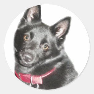 Pegatina Redonda Imagen de Schipperke
