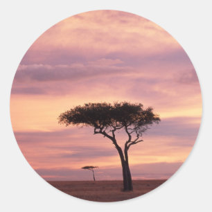 Pegatina Redonda Imagen de silueta de árbol de acacia al amanecer