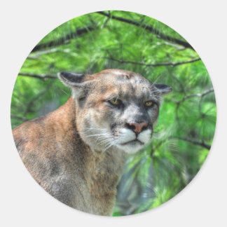 Pegatina Redonda Imagen de vida silvestre de Cougar Mountain Lion &