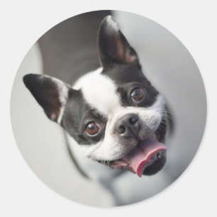 Pegatina Redonda Imágenes de Getty   Bulldog francés