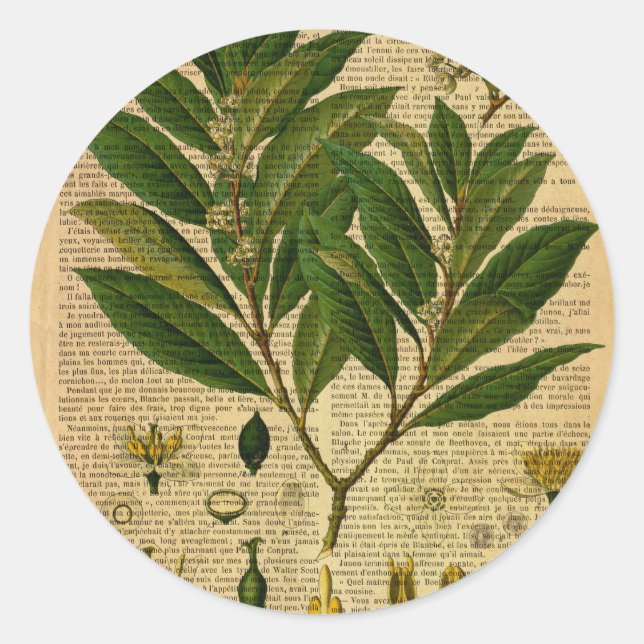 Pegatina Redonda Impresión botánica en la página del libro antiguo (Anverso)