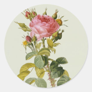 Pegatina Redonda Impresión botánica Rosa - 'Rosa Bifera' por Redout