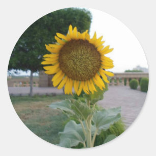 Pegatina Redonda Impresión de arte de girasol
