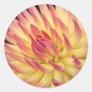 Pegatina Redonda Impresión de dahlia rosa y amarilla