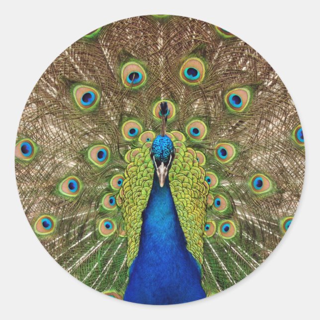Pegatina Redonda Impresión de hermosas plumas de pavo real y cola (Anverso)