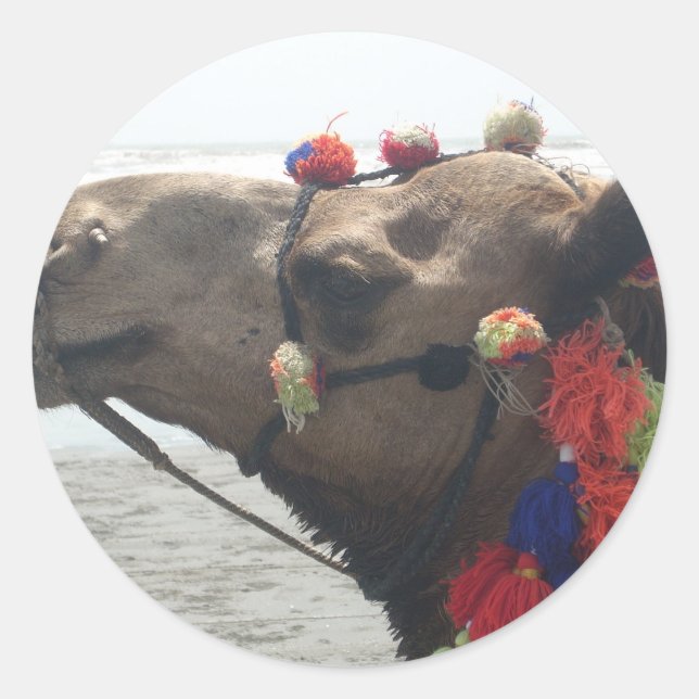 Pegatina Redonda Impresión de imagen de camello de Mascate en Omán (Anverso)