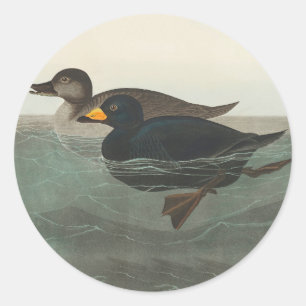 Pegatina Redonda Impresión de Negrón Americano de Audubon: Pato Cos