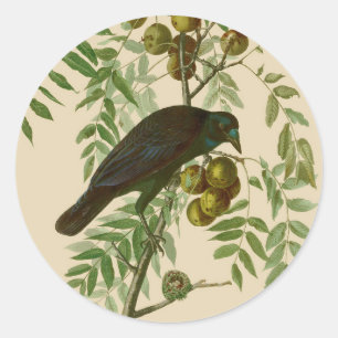 Pegatina Redonda Impresión de pájaro Grackle púrpura de Audubon Vin