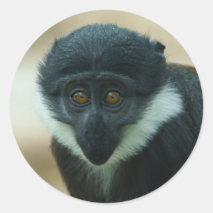 Pegatina Redonda Impresión Metalizado de monos Baby L’Hoest