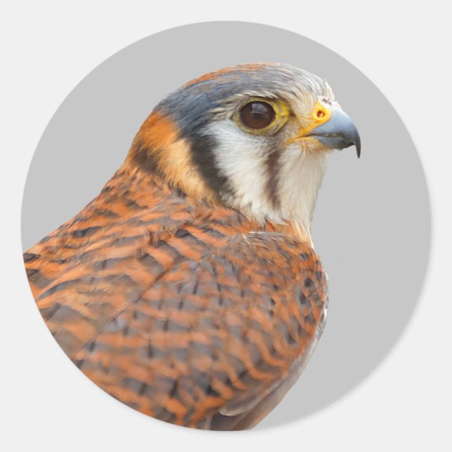 Pegatina Redonda Impresionante Cernícalo De Cernícalo De Sparrowhaw (Anverso)