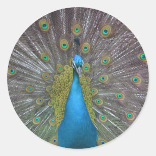 Pegatina Redonda Impresionante pavo real