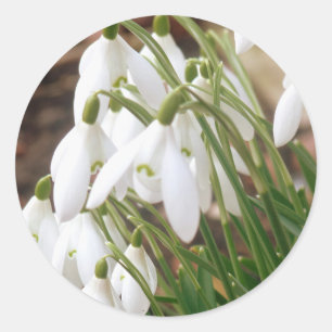 Pegatina Redonda Impresionantes Snowdrop Primavera