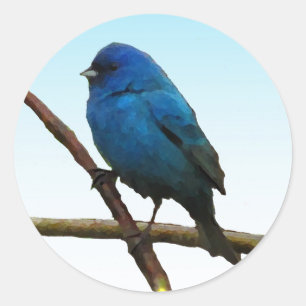 Pegatina Redonda Indigo Bunting