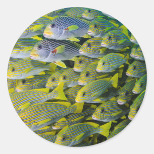 Pegatina Redonda Indonesia. Peces en cardumen