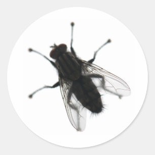 Pegatina Redonda insecto volador