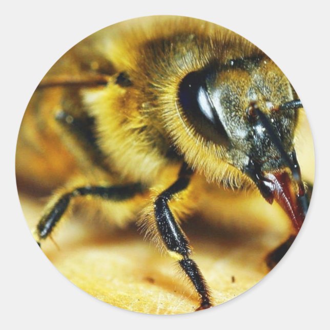 Pegatina Redonda Insectos de abejas (Anverso)