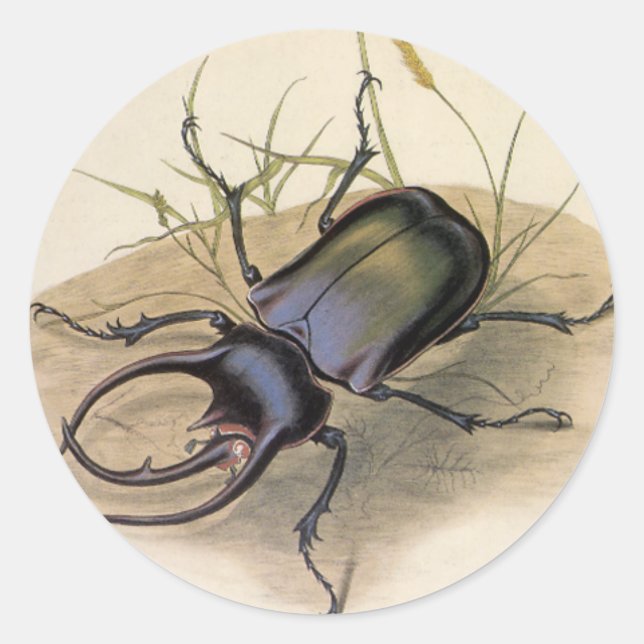 Pegatina Redonda Insectos y bichos vintage, escarabajo rinocerontes (Anverso)
