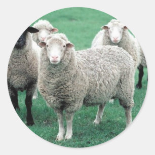 Pegatina Redonda Iowa Sheep