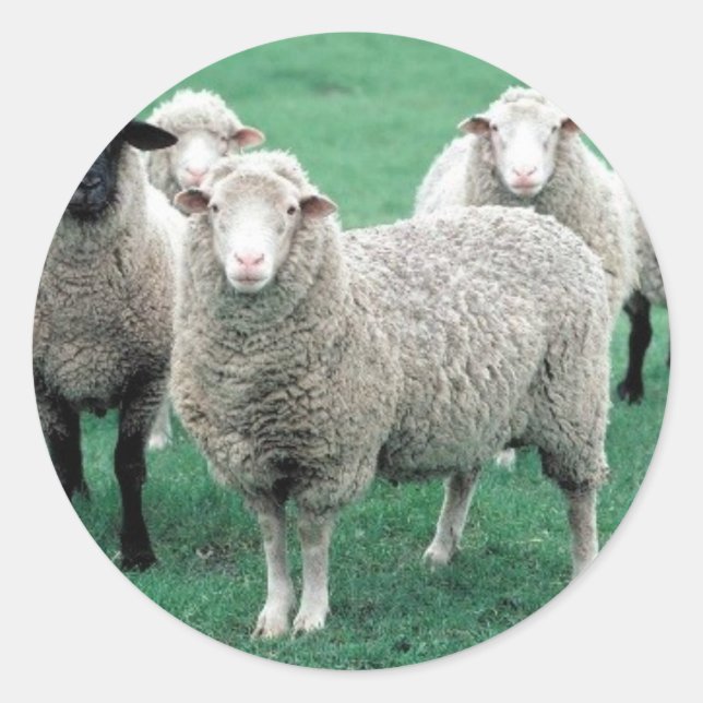 Pegatina Redonda Iowa Sheep (Anverso)