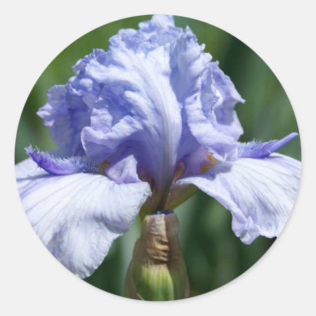 Pegatina Redonda Iris-azul (Anverso)