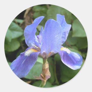 Pegatina Redonda Iris azul 3