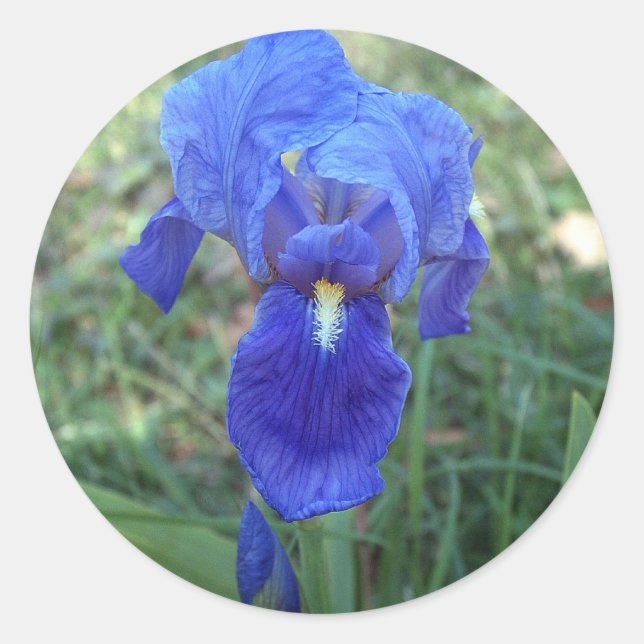 Pegatina Redonda Iris azul 5 (Anverso)