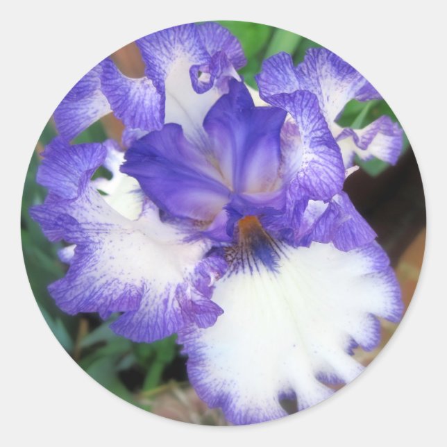 Pegatina Redonda Iris ~ azul y blanco (Anverso)