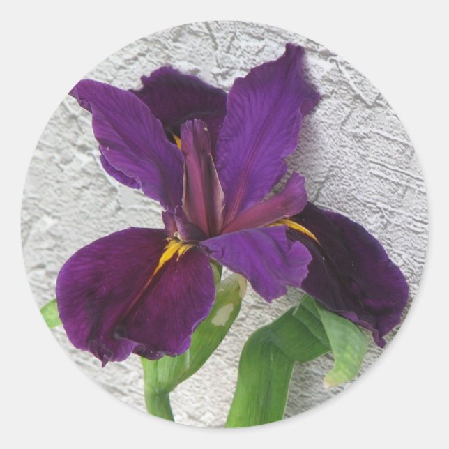 Pegatina Redonda Iris morado (Anverso)