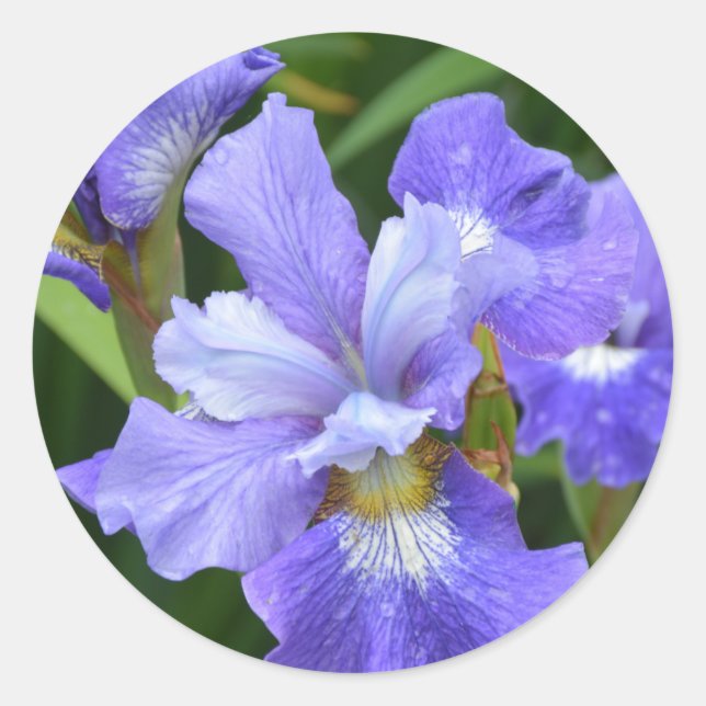 Pegatina Redonda Iris morado (Anverso)