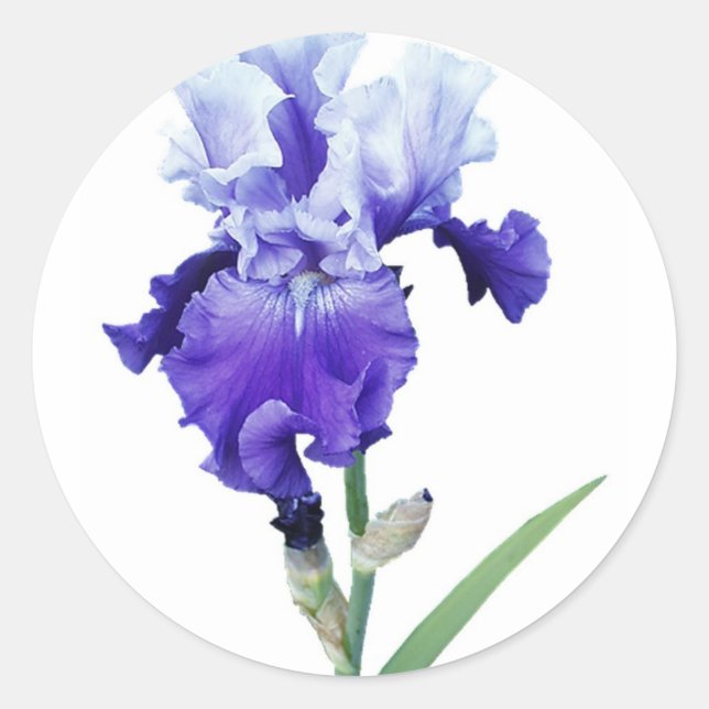 Pegatina Redonda iris morado (Anverso)