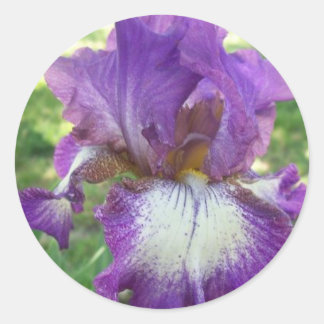 Pegatina Redonda Iris morado