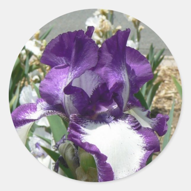 Pegatina Redonda Iris morado y blanco (Anverso)