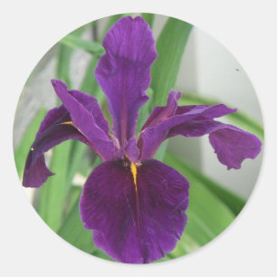 Pegatina Redonda Iris púrpura