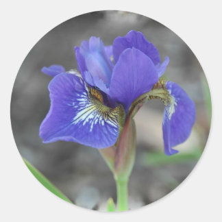 Pegatina Redonda Iris siberiano 1-50409