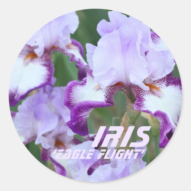 Pegatina Redonda Iris"Vuelo" ラ ウ ド ル (Anverso)