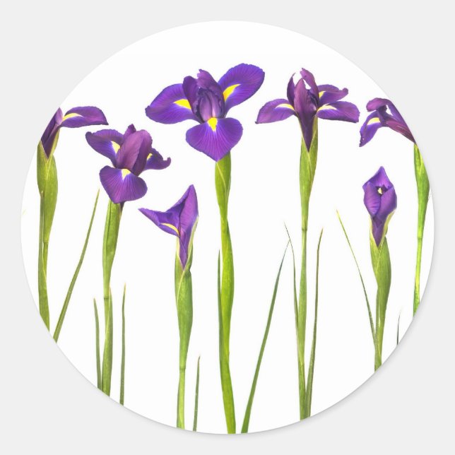 Pegatina Redonda Irises púrpura - Plantilla personalizada de flor d (Anverso)
