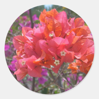 Pegatina Redonda Isla Tropical Rosa Bougainvillea Floral