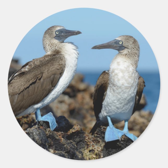 Pegatina Redonda Islas Galápagos, Isla Isabela (Anverso)