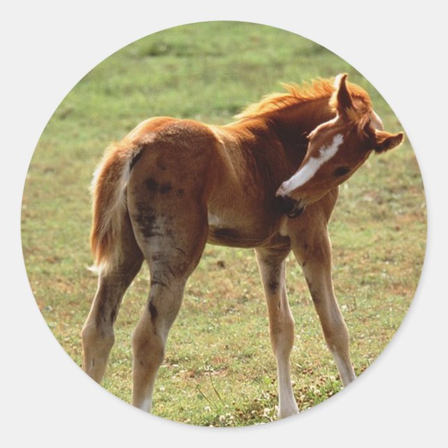 Pegatina Redonda Itchy Foal (Anverso)