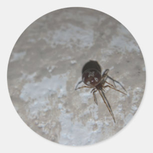 Pegatina Redonda Itsy Bitsy Spider #3