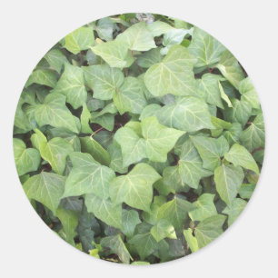 Pegatina Redonda Ivy